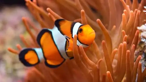 Fish Food Bonnyrigg Produce & Garden Supplies