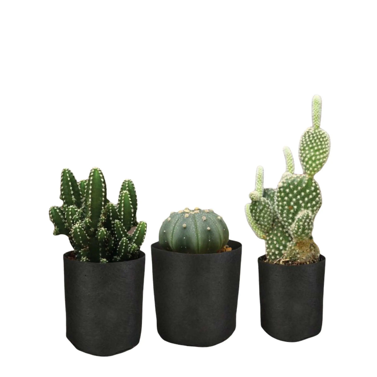 6 Pck 1 Gallon Fabric Flower Pots 3.8L Garden Planter Bags Black Felt Root Pouch Bonnyrigg Produce & Garden Supplies