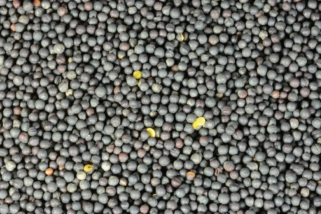 Avigrain Canola Seed 1kg–20kg – Whole Birdseed for Finches, Canaries & Quail
