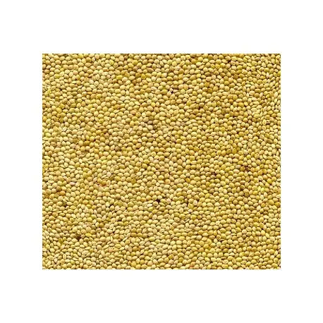 Avigrain Jap Millet Bird Seed – Premium Grain for Finches, Budgies & Small Birds