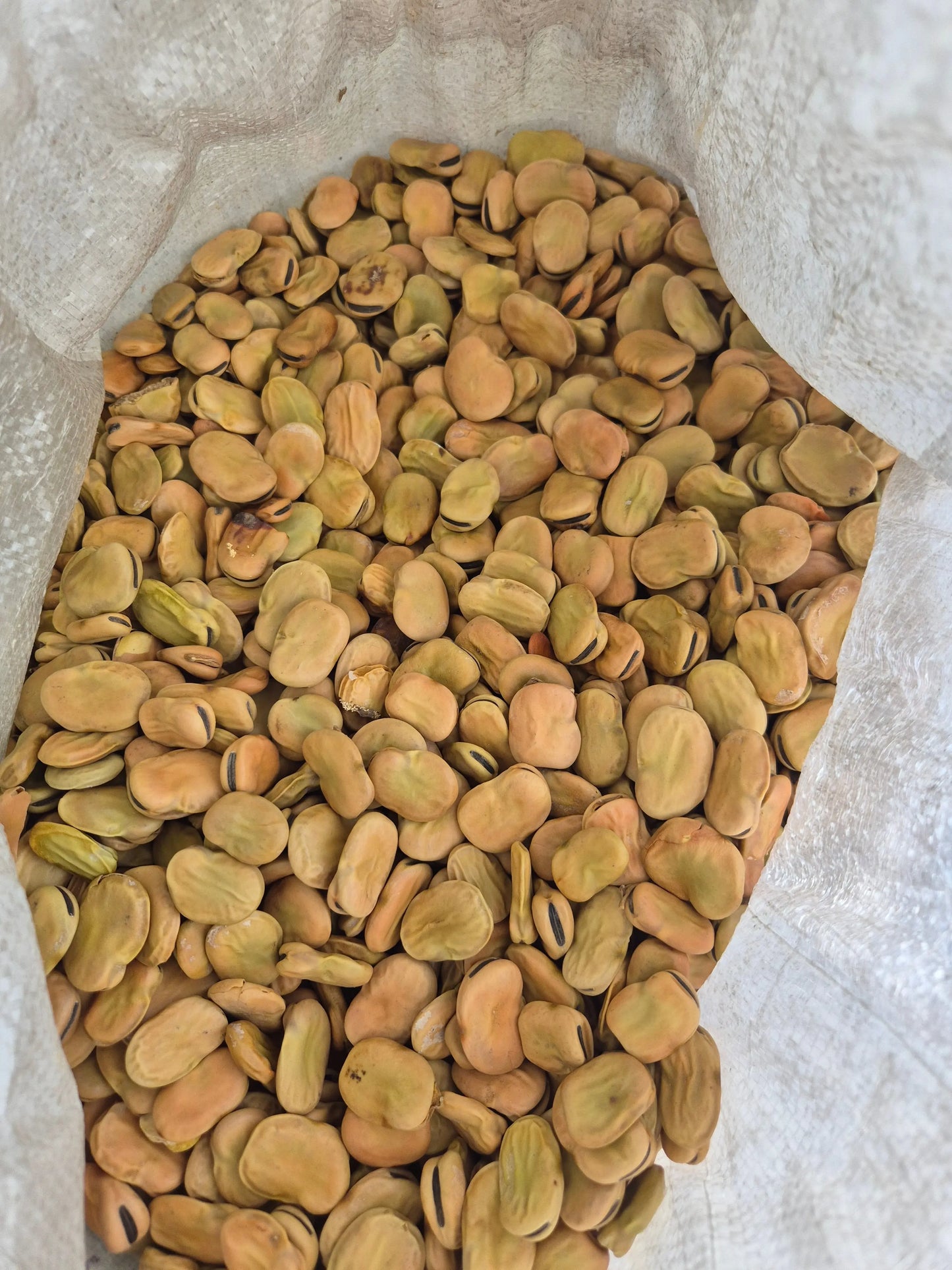 Broad Bean 500gram our own packaging Bonnyrigg Produce & Garden Supplies