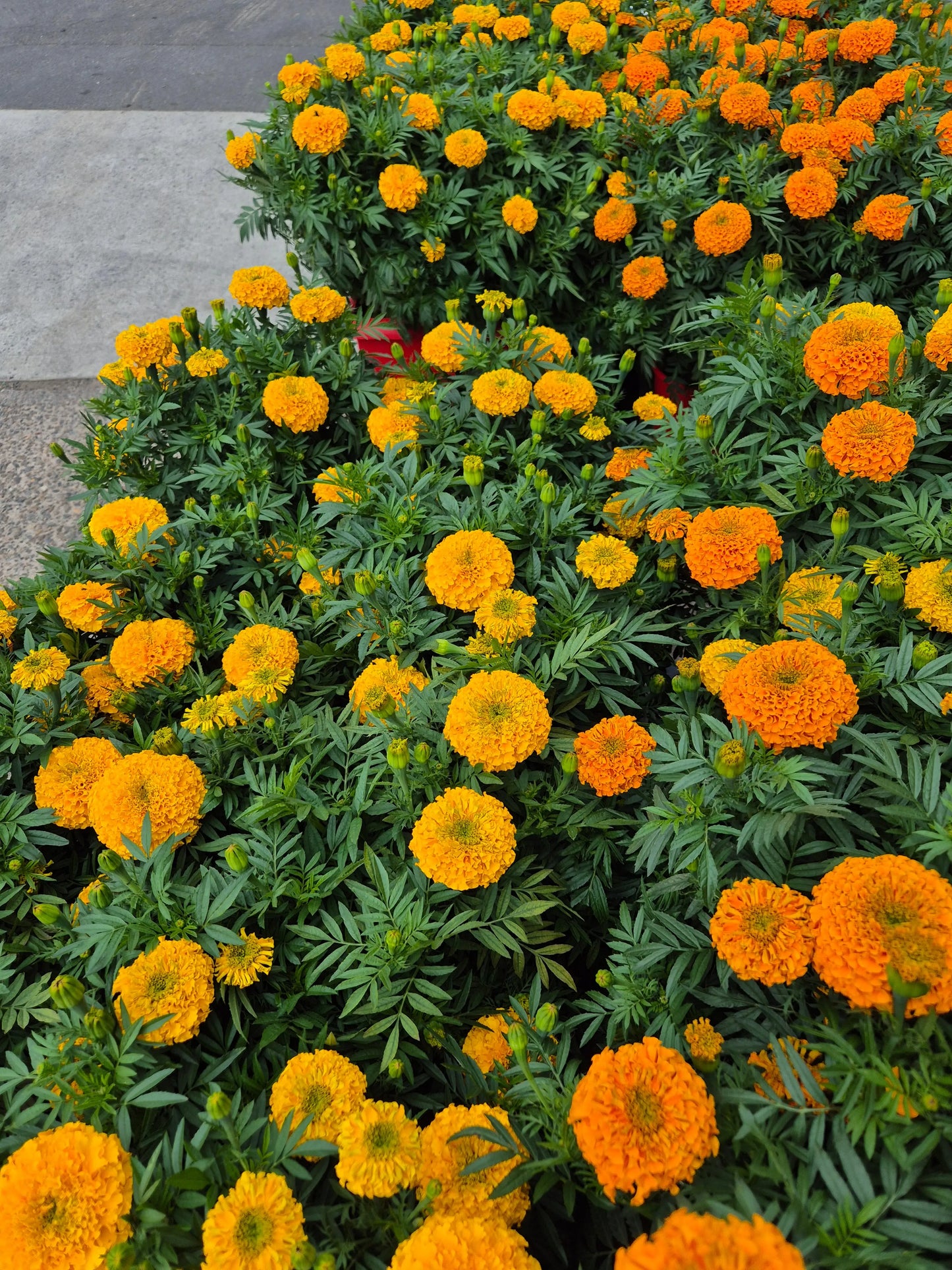 MARIGOLD FLOWERS Bonnyrigg Produce & Garden Supplies