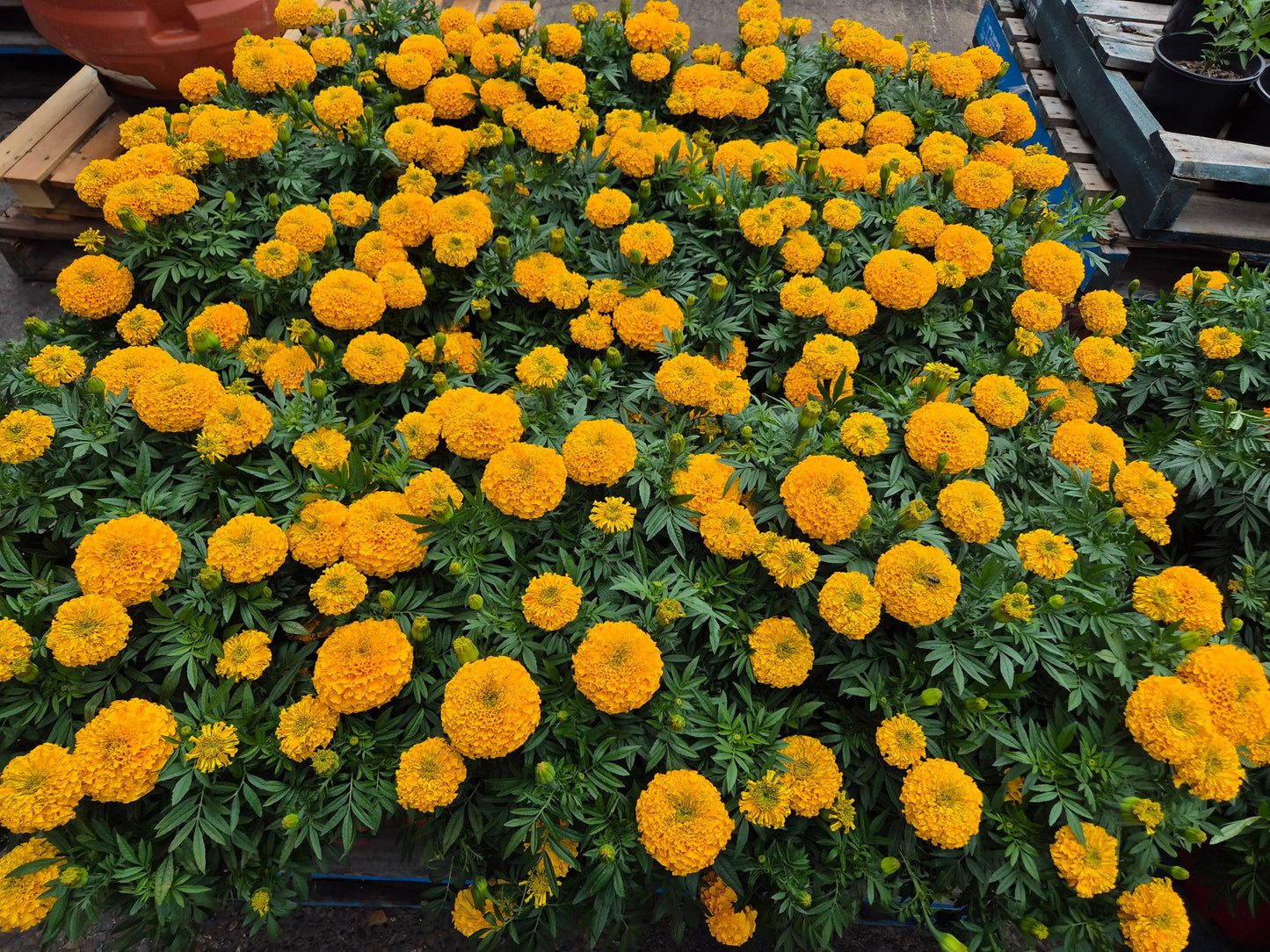 MARIGOLD FLOWERS Bonnyrigg Produce & Garden Supplies