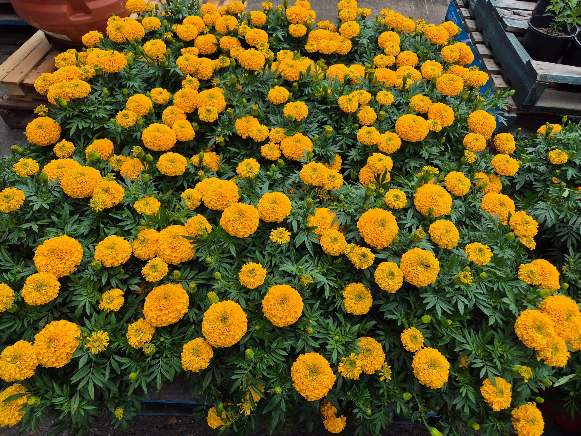 MARIGOLD FLOWERS Bonnyrigg Produce & Garden Supplies