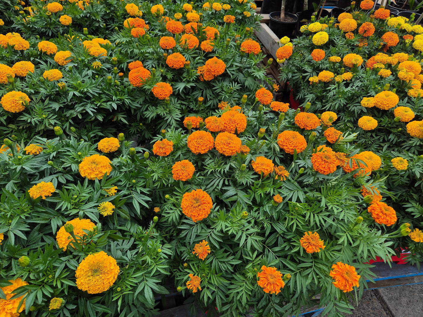 MARIGOLD FLOWERS Bonnyrigg Produce & Garden Supplies