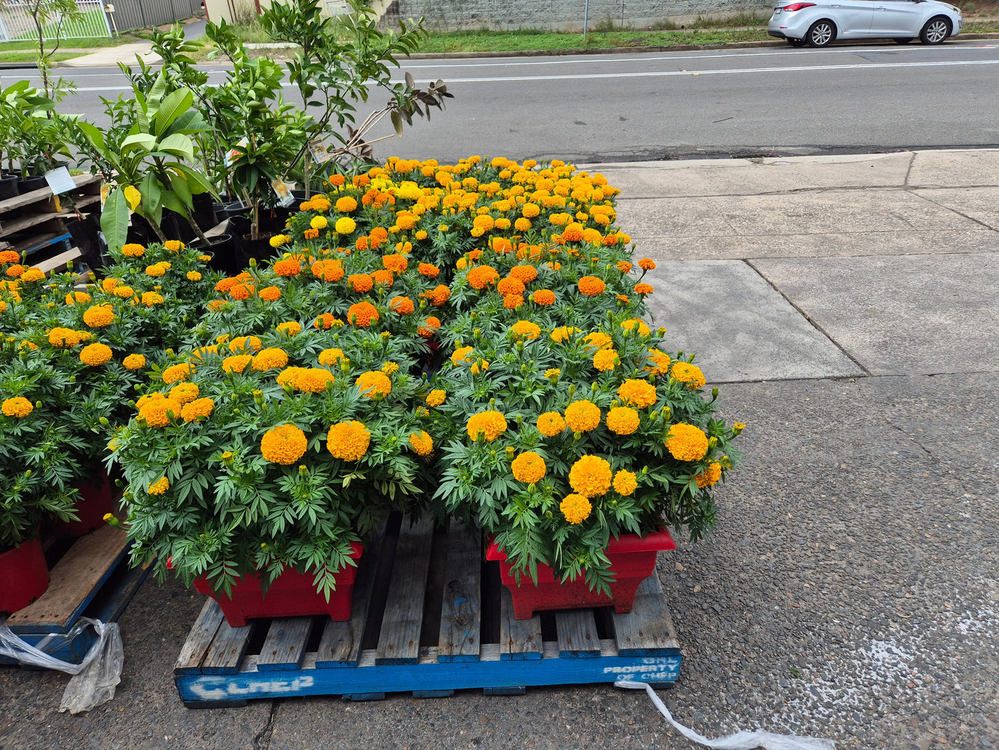 MARIGOLD FLOWERS Bonnyrigg Produce & Garden Supplies