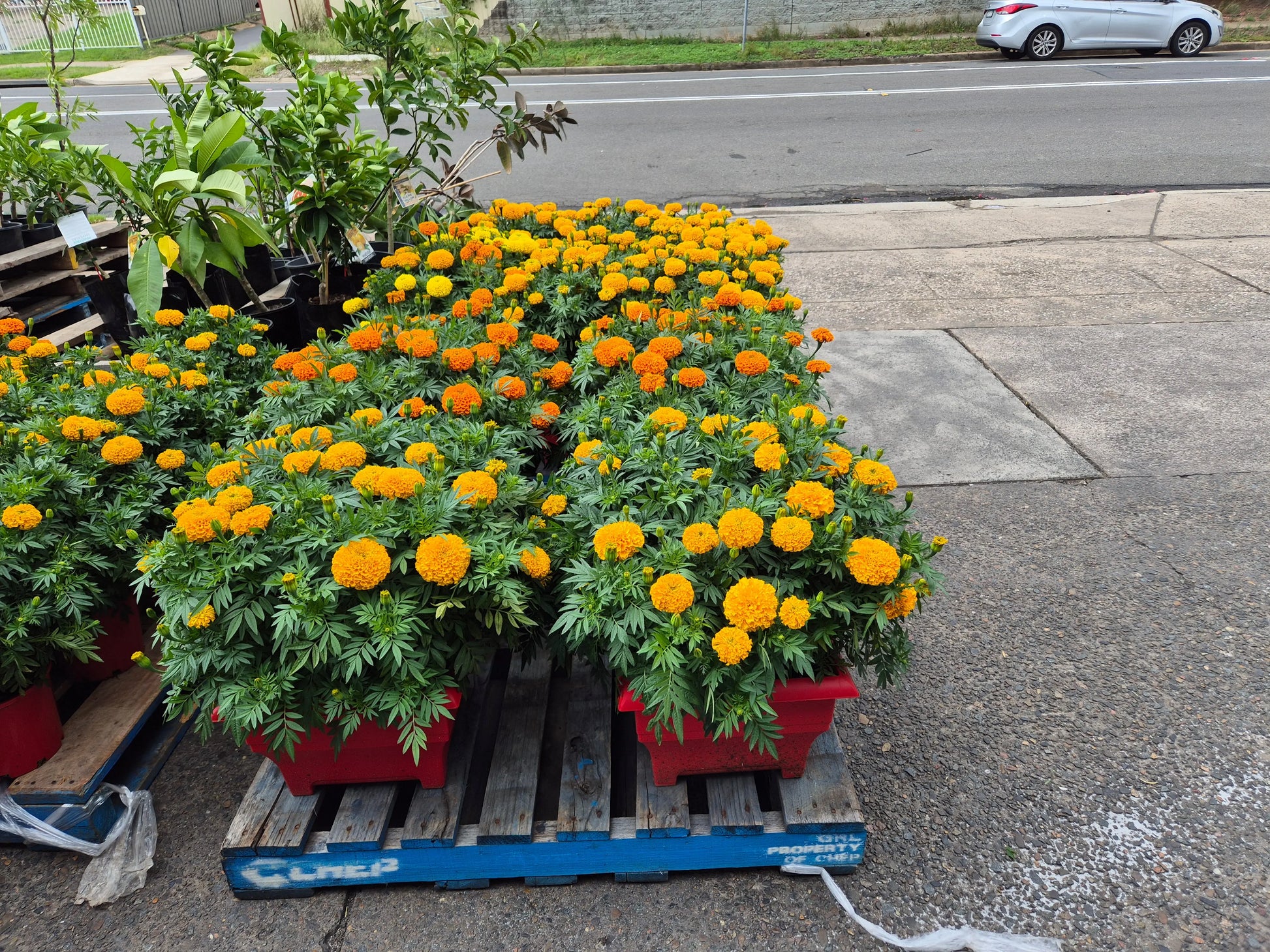 MARIGOLD FLOWERS Bonnyrigg Produce & Garden Supplies