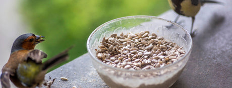 Avigrain Bird Seed Guide: Choosing the Best Bird Feed for Healthy Backyard Birds