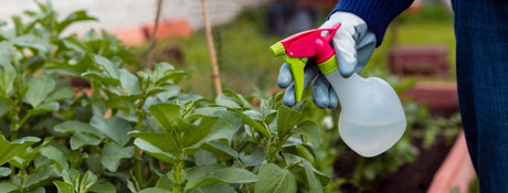 Effective Plant Insecticides for a Healthy Garden