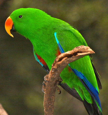 Birds Feed Bonnyrigg Produce & Garden Supplies