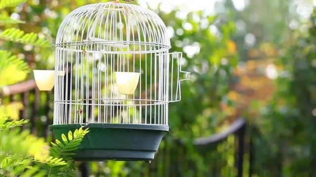 Cage & Materials Bonnyrigg Produce & Garden Supplies