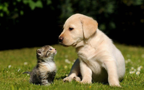 Cat & Dog Food Bonnyrigg Produce & Garden Supplies