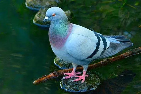 Pigeon Feed Bonnyrigg Produce & Garden Supplies