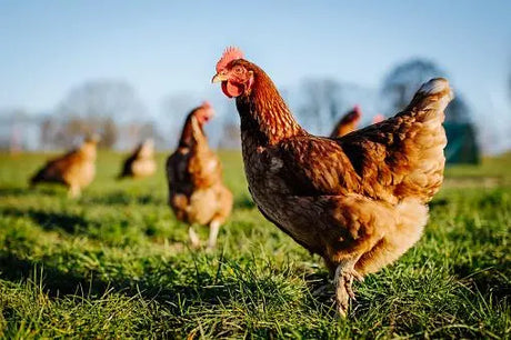 Poultry Feed Bonnyrigg Produce & Garden Supplies