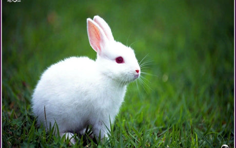 Rabbit Food Bonnyrigg Produce & Garden Supplies