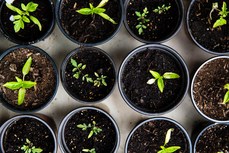SEEDS Bonnyrigg Produce & Garden Supplies