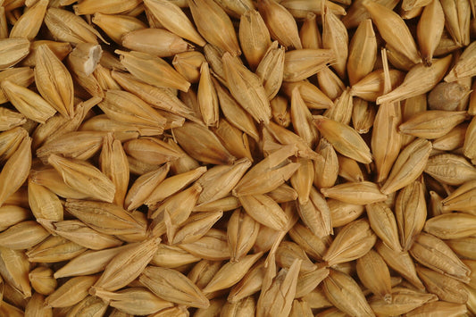Avigrain Barley