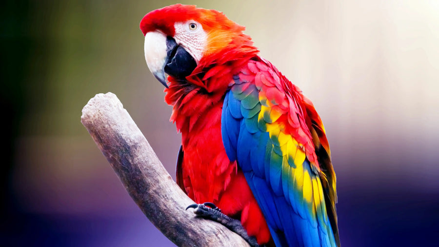 Pet and animal supplies