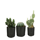 6 Pck 1 Gallon Fabric Flower Pots 3.8L Garden Planter Bags Black Felt Root Pouch Bonnyrigg Produce & Garden Supplies