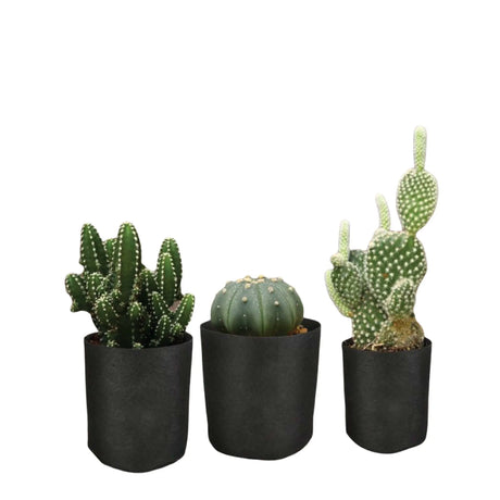 6 Pck 1 Gallon Fabric Flower Pots 3.8L Garden Planter Bags Black Felt Root Pouch Bonnyrigg Produce & Garden Supplies