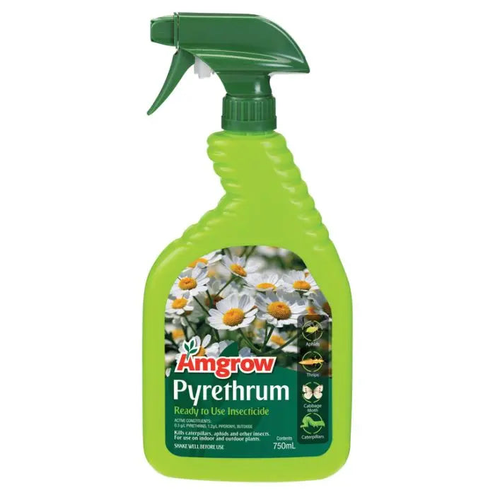 Amgrow Pyrethrum Amgrow