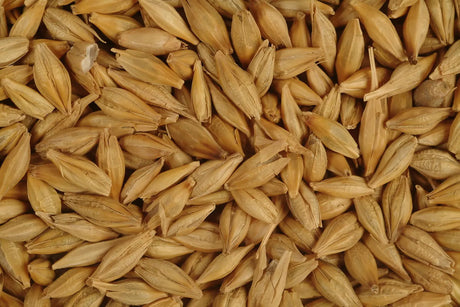 Avigrain Barley Grain – Energy Feed for Poultry, Livestock & Grain-Eating Birds
