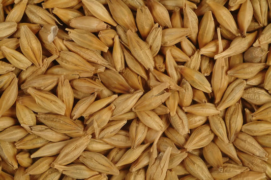 Avigrain Barley – High-Quality Grain for Poultry, Livestock & Wild Birds Avigrain