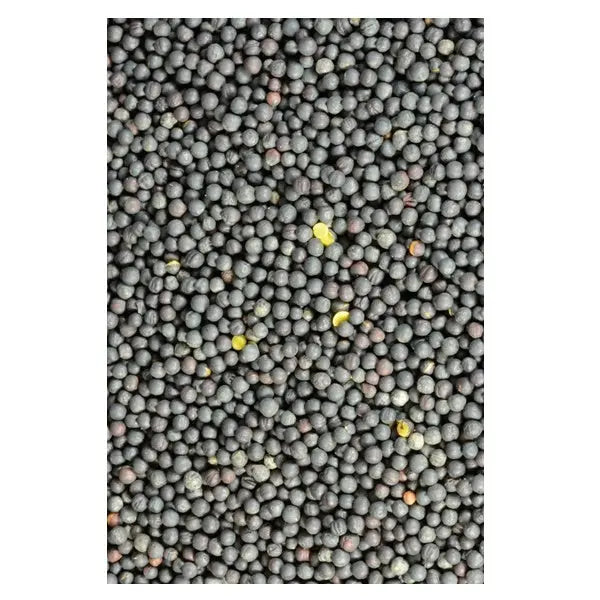 Avigrain Canola Seed 1kg–20kg – Whole Birdseed for Finches, Canaries & Quail
