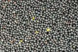 Avigrain Canola Seed 1kg–20kg – Whole Birdseed for Finches, Canaries & Quail
