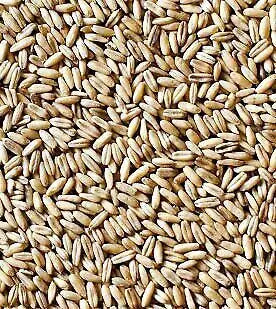 Avigrain Hulled Oats – De-Husked Birdseed for Budgies, Cockatiels & Finches
