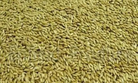 Avigrain Plain Canary Seed: Australian-Grown Base Seed for Canaries, Finches and Budgies