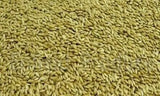 Avigrain Plain Canary Seed: Australian-Grown Base Seed for Canaries, Finches and Budgies