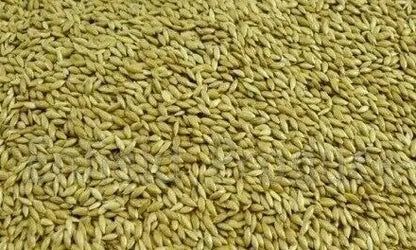 Avigrain Plain Canary Seed