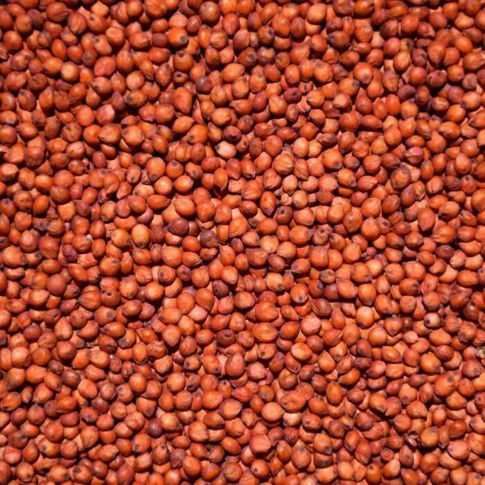 Avigrain Sorghum (Milo)