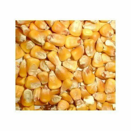 Avigrain Whole Corn – Australian Feed Grain for Poultry, Pigeons & Large Parrots
