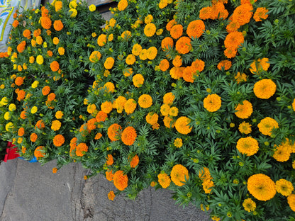 MARIGOLD FLOWERS Bonnyrigg Produce & Garden Supplies
