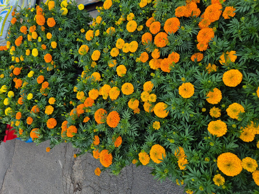 MARIGOLD FLOWERS Bonnyrigg Produce & Garden Supplies
