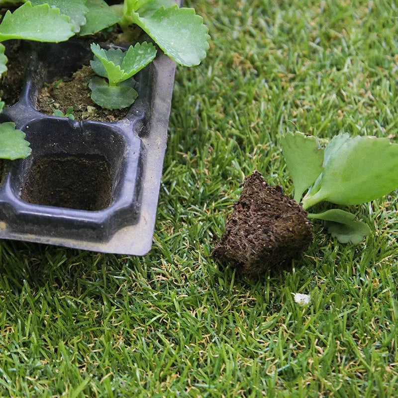 Rectangular Tray Sprout Nutrient Bowl Sprout Wheat Plastic Propagation Succulent Seedling Cup Pot Bonnyrigg Produce & Garden Supplies