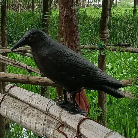 Simulation Black Crow Decoy: Realistic Bird Repellent for Gardens and Balconies