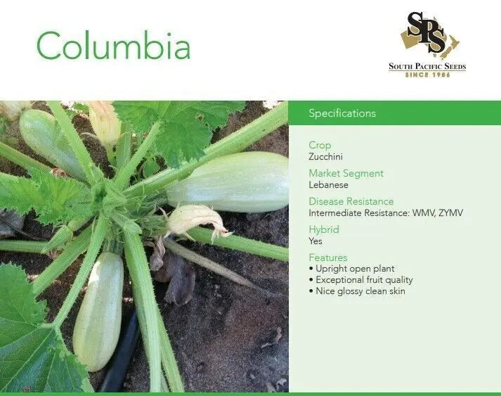 South Pacific Seeds - Columbia - Lebanese zucchini - 100 Seeds