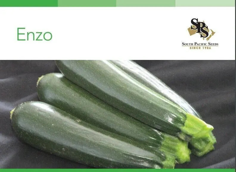 South Pacific Seeds - Enzo -Dark Green Zucchini - 1000 Seeds