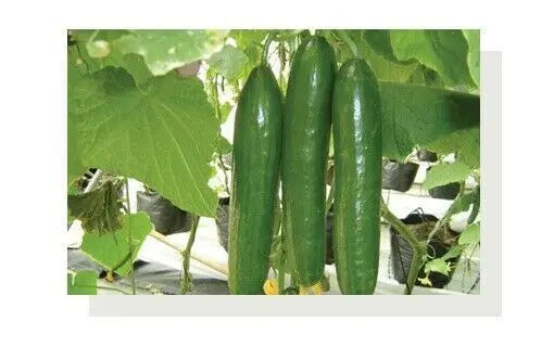 South Pacific Seeds - Panama - Greenhouse Lebanese Cucumber - 10 Seeds