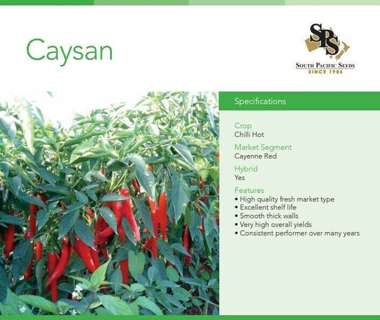 SOUTH PACIFIC SEEDS - CAYSAN F1- CHILLI HOT 25g