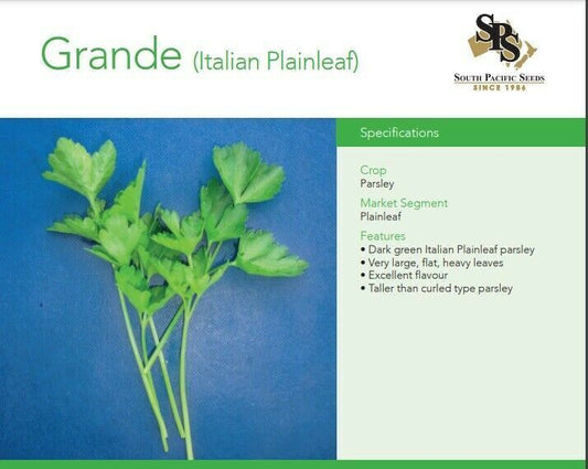 South Pacific Seeds - Grande - Plainleaf Parsley 50g
